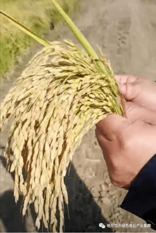 量子科技賦能綠色農(nóng)業(yè) 延壽農(nóng)民石普東的創(chuàng)新實(shí)踐