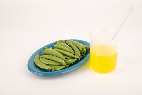 甜碗豆食品安全 農(nóng)業(yè)科技、食品培育與視覺表達(dá)的交匯點(diǎn)
